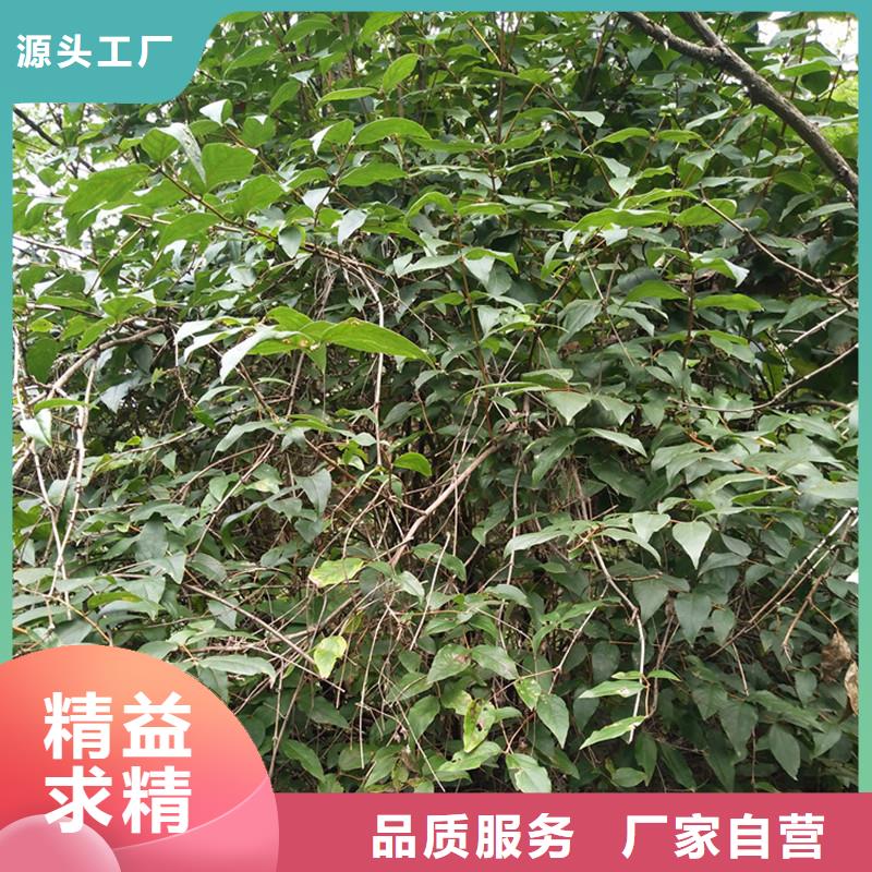 相思果苗适合种植地区当地厂家