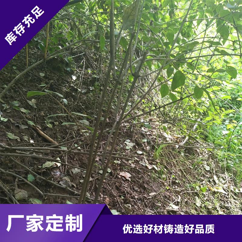 杈杷果种植管理技术当地货源