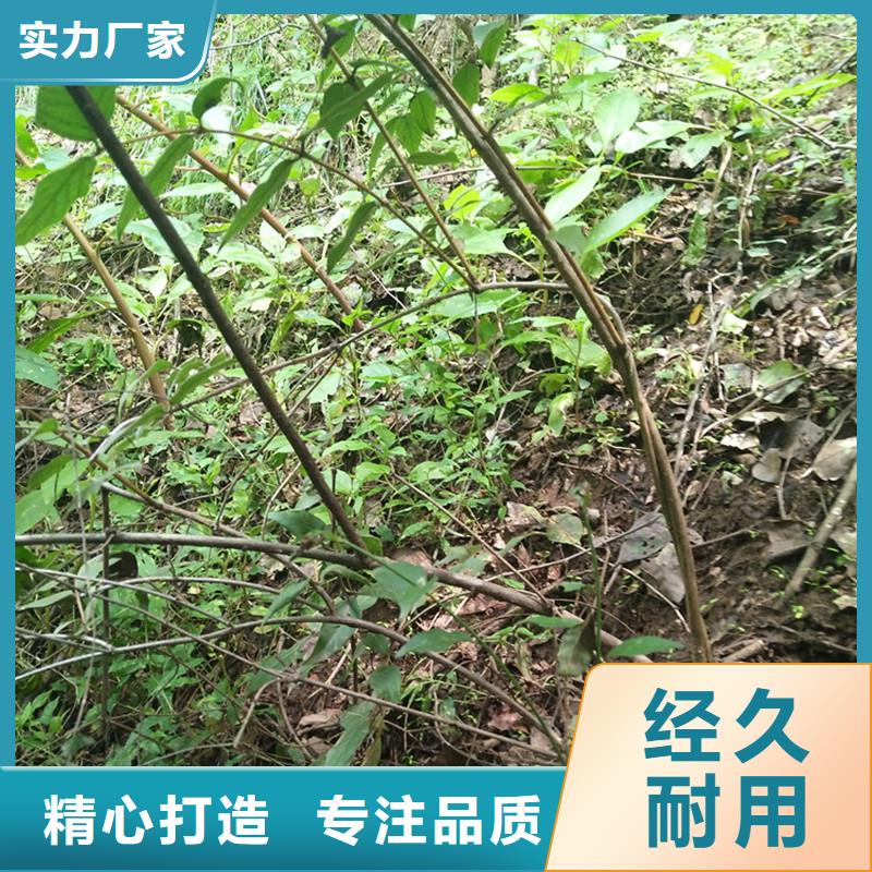 杈杷果树苗种植基地口碑好实力强