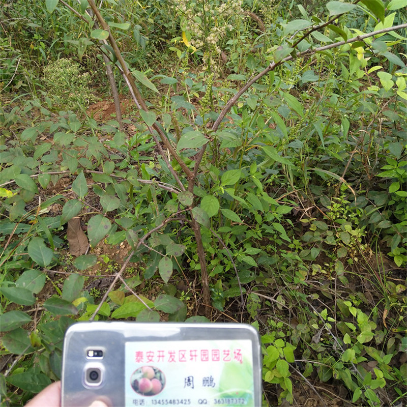 鸳鸯果苗什么时间移栽最好同城生产商