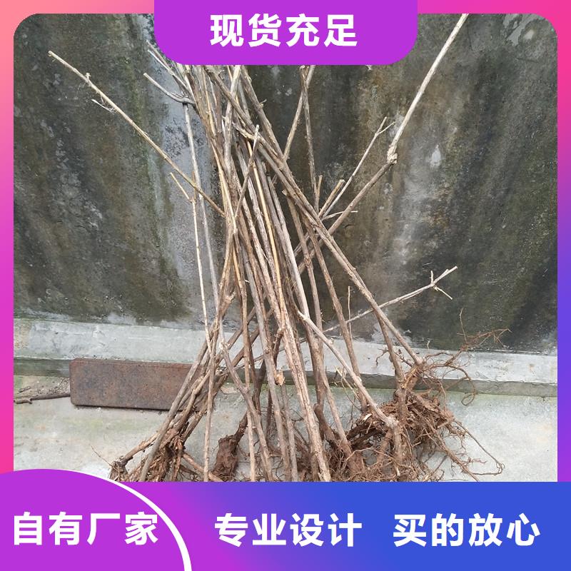 爱情果苗种植技术售后无忧