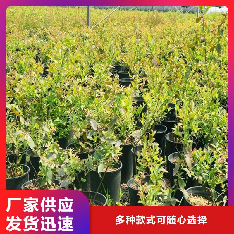 杈杷果苗种植管理技术购买的是放心