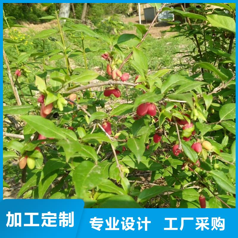 爱情果苗种植基地当地生产商