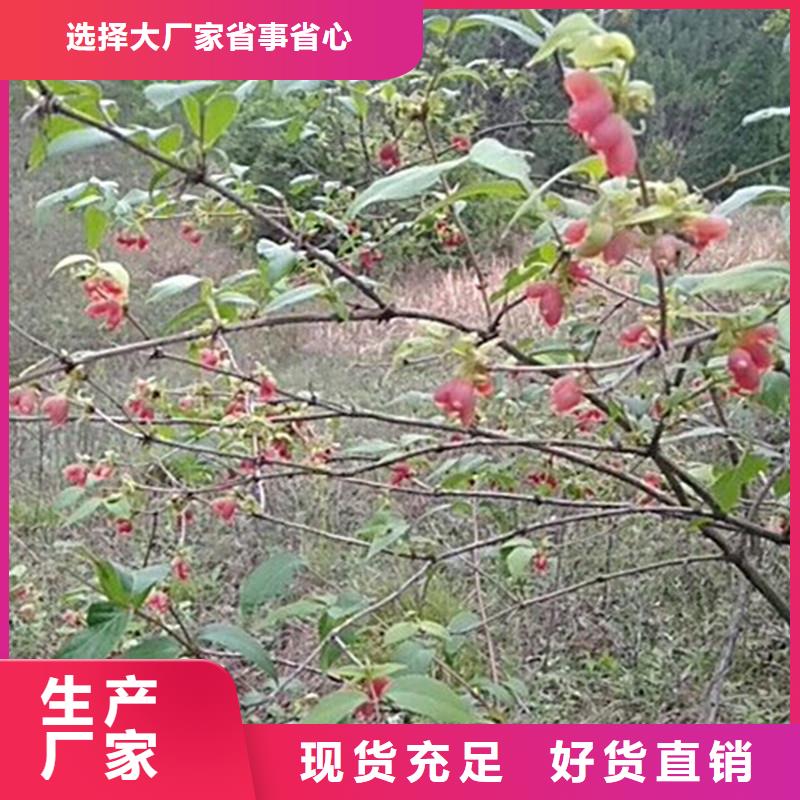 相思果苗种植技术精品选购