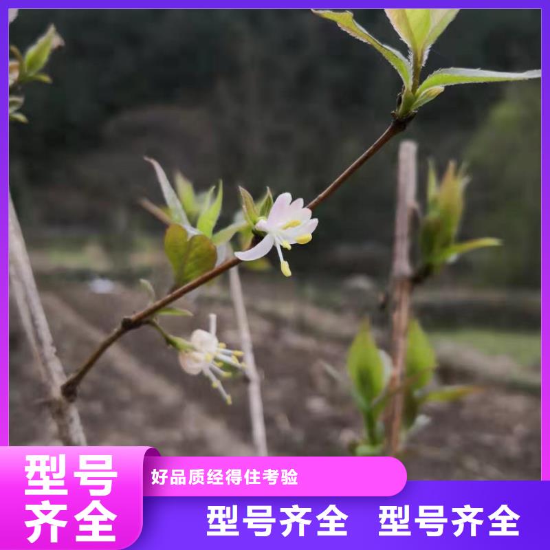 杈杷果苗种植技术工厂直供