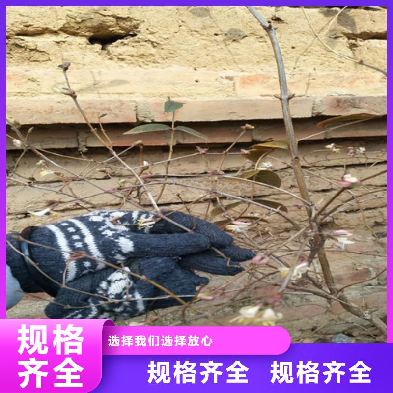 杈杷果苗适合种植地区无中间商厂家直销