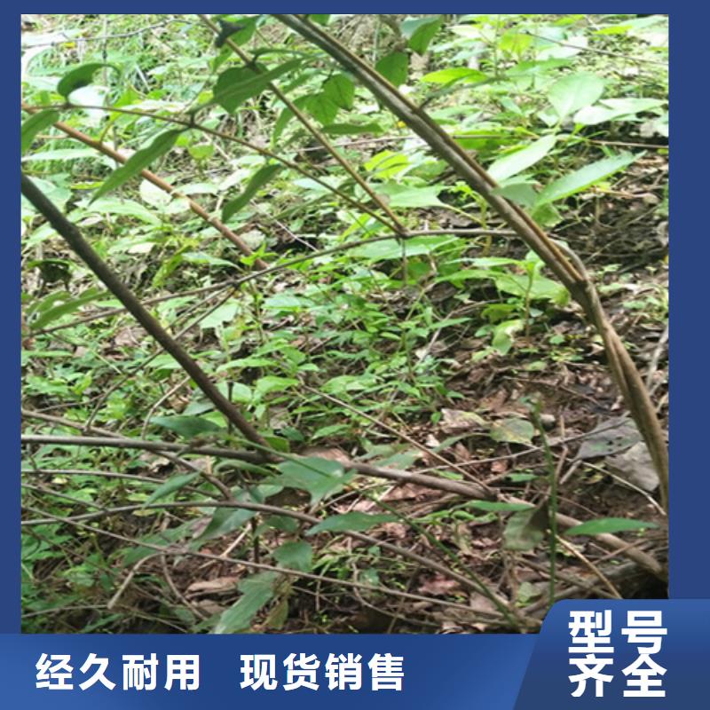 爱情果苗种植基地发货迅速