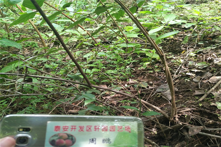 杈杷果种植技术当地厂家