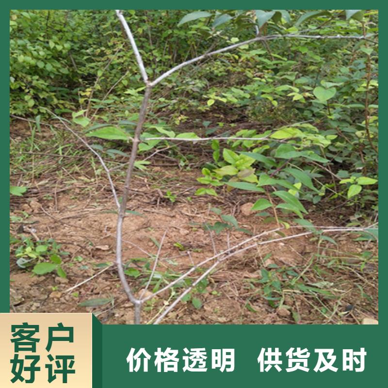 爱情果苗种植管理技术源头把关放心选购