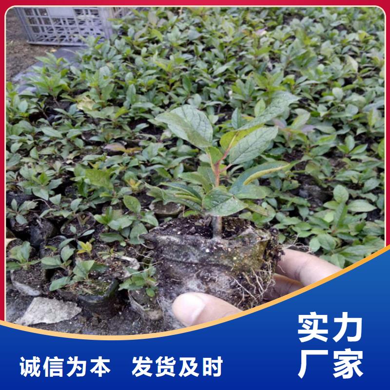 北美冬青花语意义量大从优应用广泛