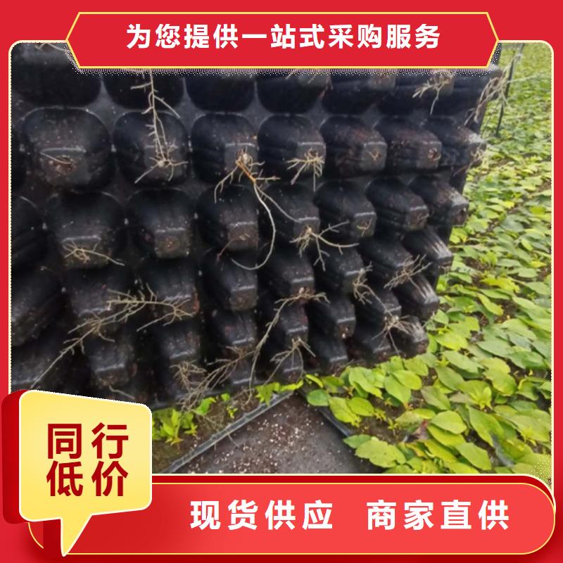 北美冬青树苗种植管理技术同城公司