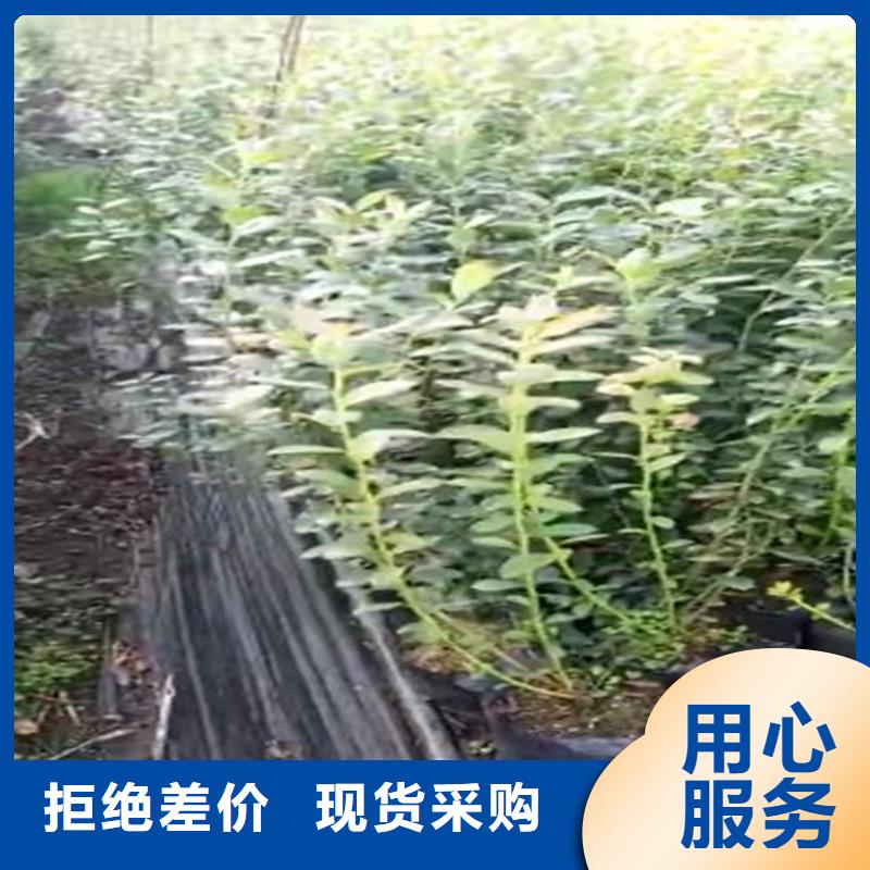 当年结果蓝莓苗实力厂家本地经销商