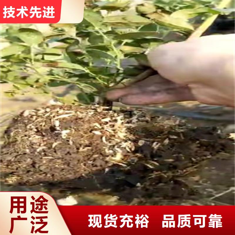 蓝莓苗现挖苗现发货品质卓越