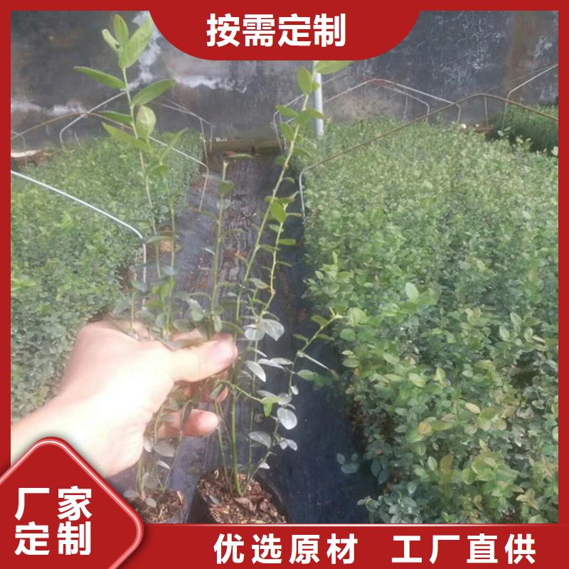 组培蓝莓苗大棚种植好产品放心购