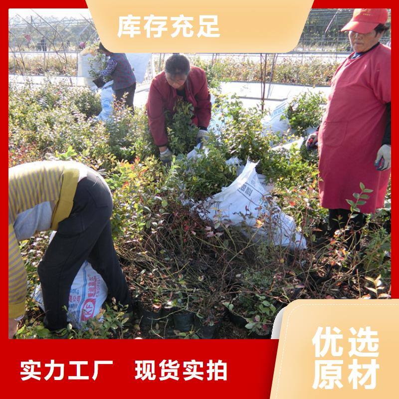 结果蓝莓树多少钱一棵量大从优