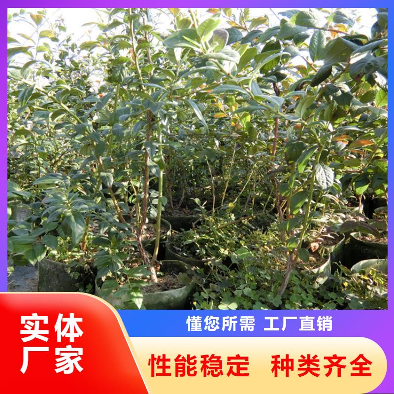 结果蓝莓树大棚种植按需定做