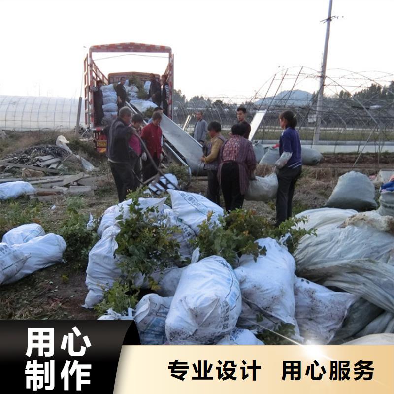 结果蓝莓树新奇品种本地供应商