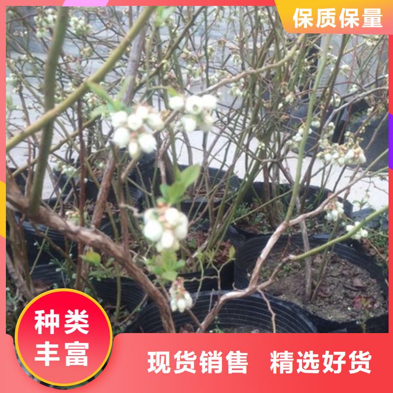 组培蓝莓苗基地直销当地公司