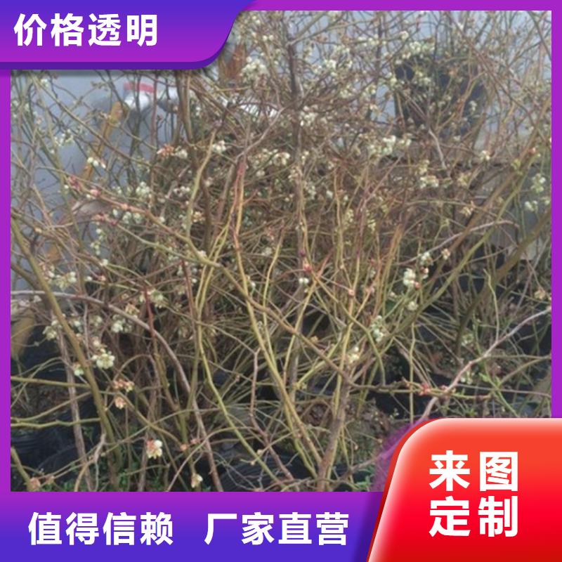 组培蓝莓苗怎么卖当地制造商