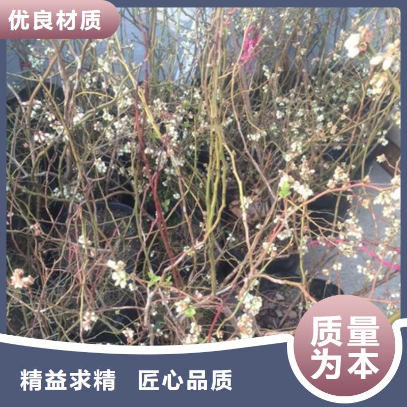 结果蓝莓树量大从优襄樊质量优价格低