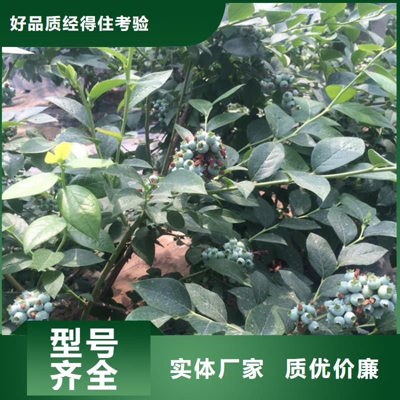 蓝莓苗产品介绍随心所欲定制