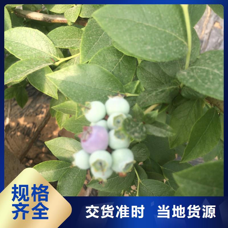 蓝莓苗适合种植地区厂家批发价