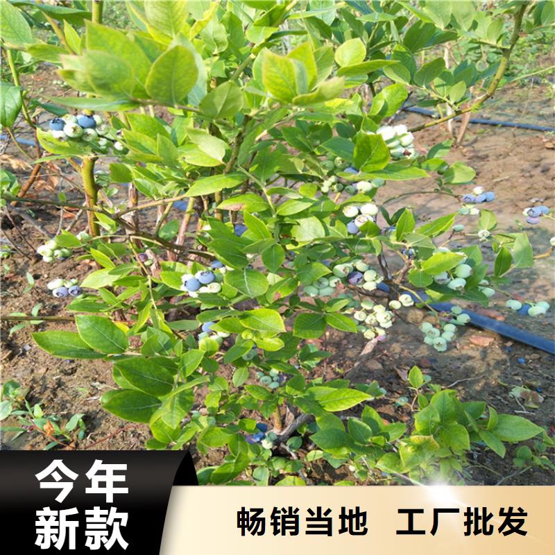 优瑞卡蓝莓苗种植管理大品牌值得信赖