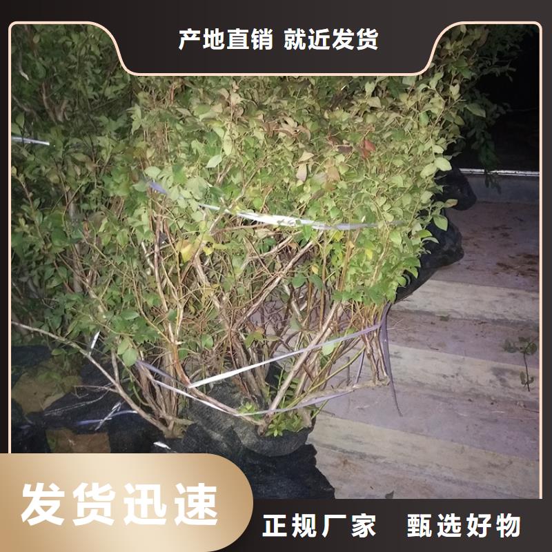 结果蓝莓树大棚种植客户满意度高