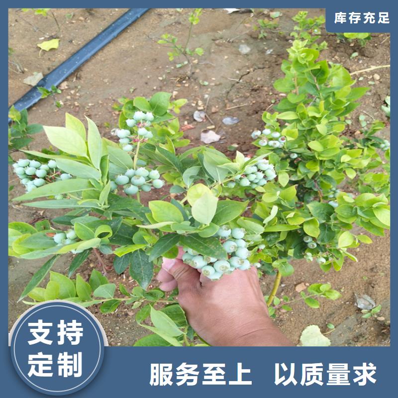 组培蓝莓苗育苗基地当地供应商