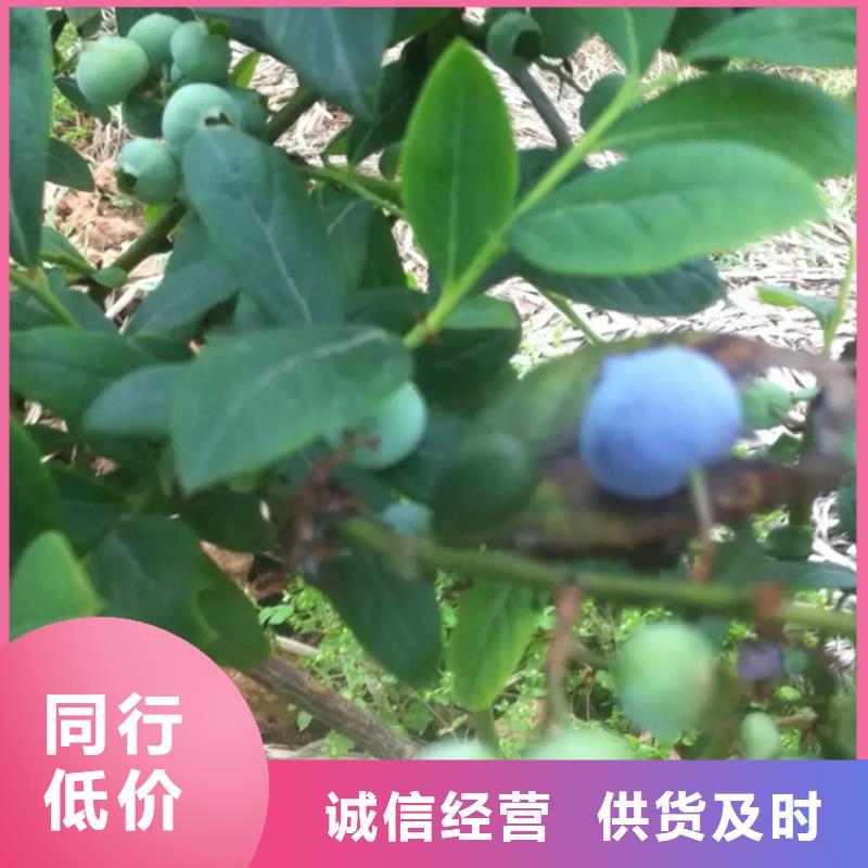 结果蓝莓树采摘园当地制造商