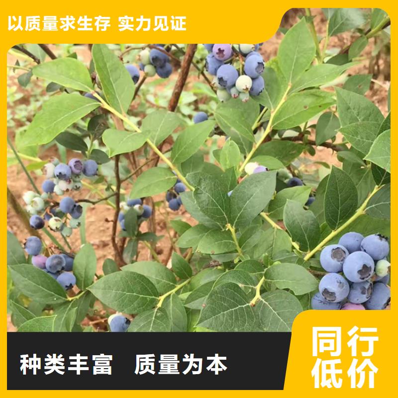 莱克西蓝莓苗怎么种植本地货源