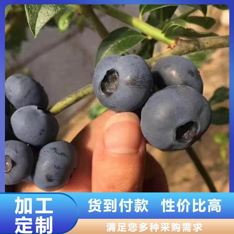 结果蓝莓树多少钱一棵销售的是诚信