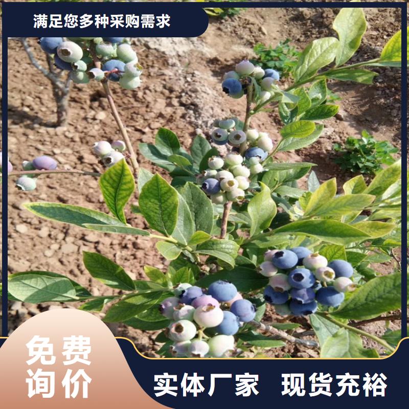 莱克西蓝莓苗质优价廉口碑好实力强