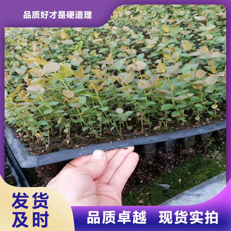 蓝莓苗种植管理技术襄樊厂家品控严格