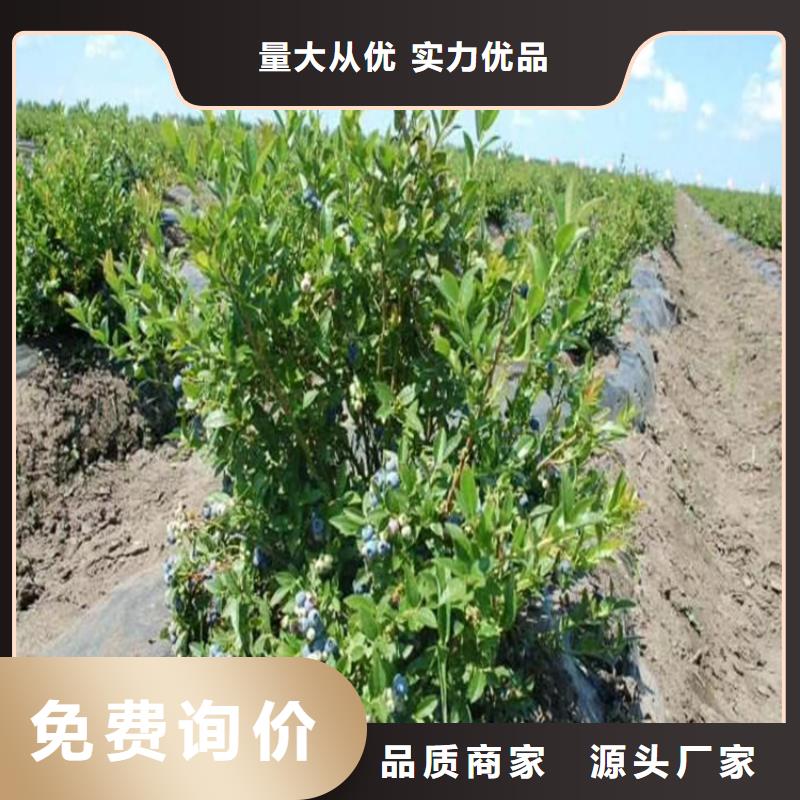 组培蓝莓苗露天种植价格低