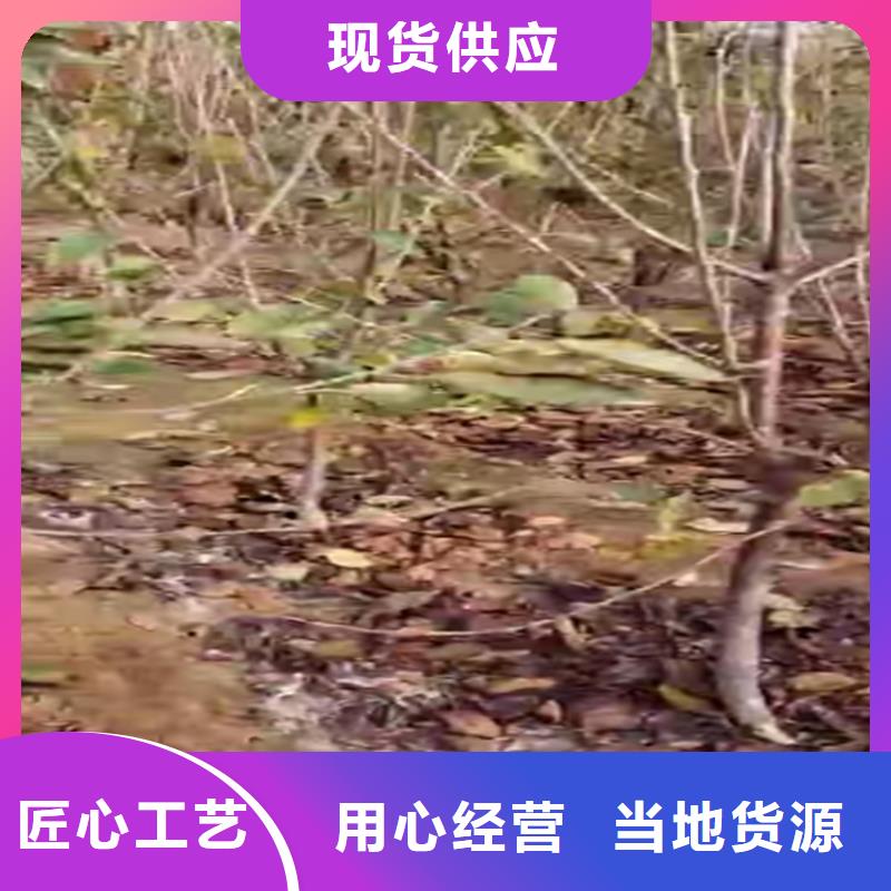 矮化车厘子树苗适合种植地区当地生产商