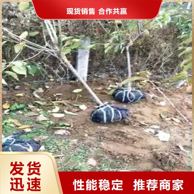 矮化车厘子树苗规格附近厂家