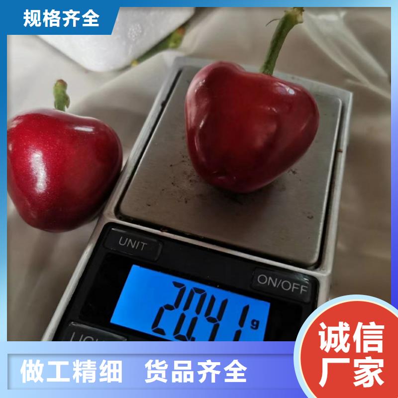 大樱桃苗规格批发货源