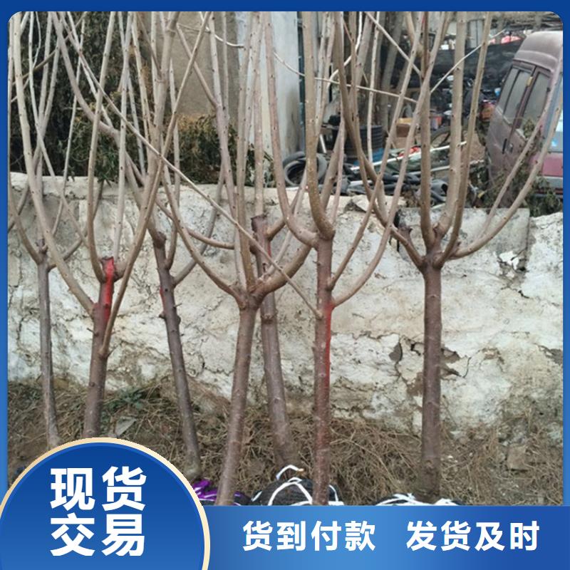 萨王樱桃树苗怎么种植经销商