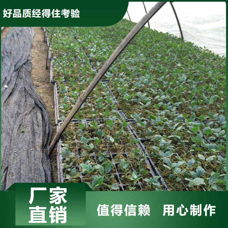 矮化车厘子树苗种植管理技术厂家直销值得选择