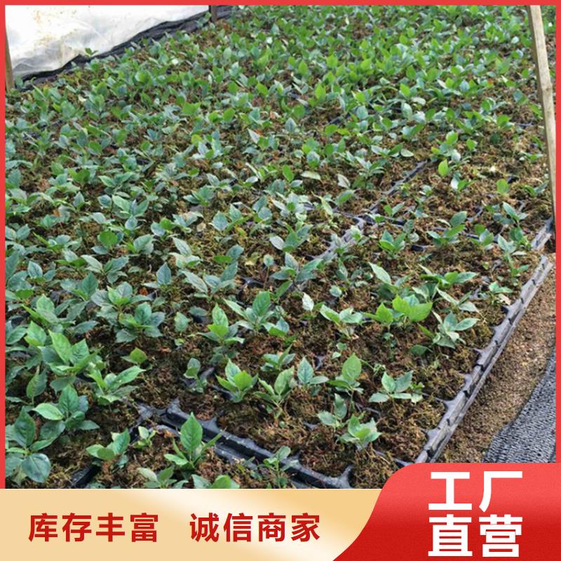 矮化吉塞拉大樱桃苗种植管理技术本地公司