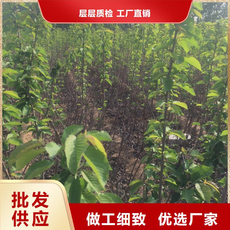 矮化车厘子苗适合种植地区匠心打造