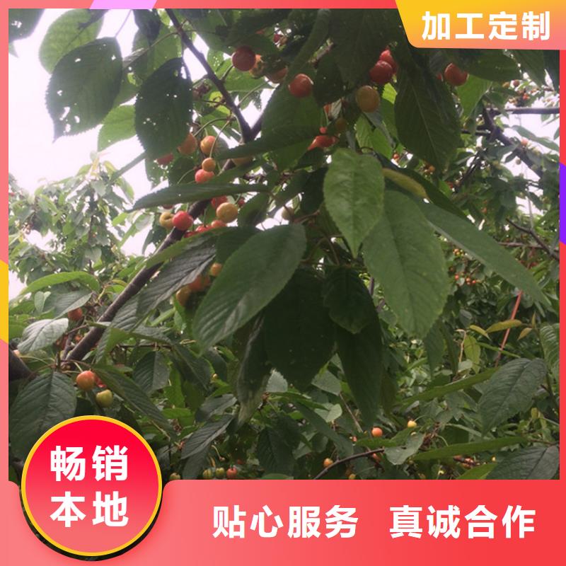 大樱桃树苗种植基地供应商