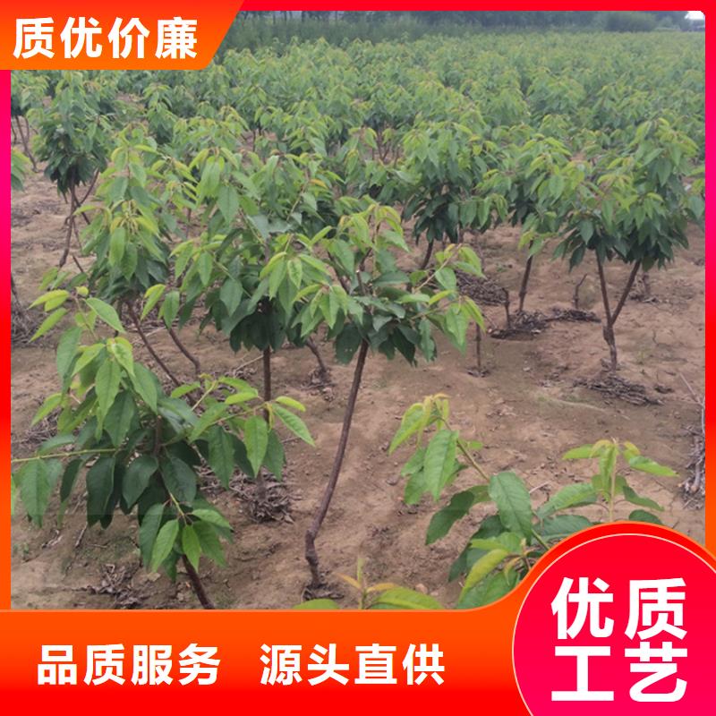 矮化吉塞拉大樱桃苗种植技术交货准时