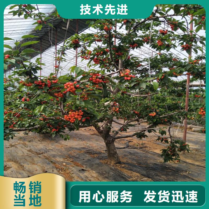 矮化车厘子树苗适合种植地区厂家直销供货稳定