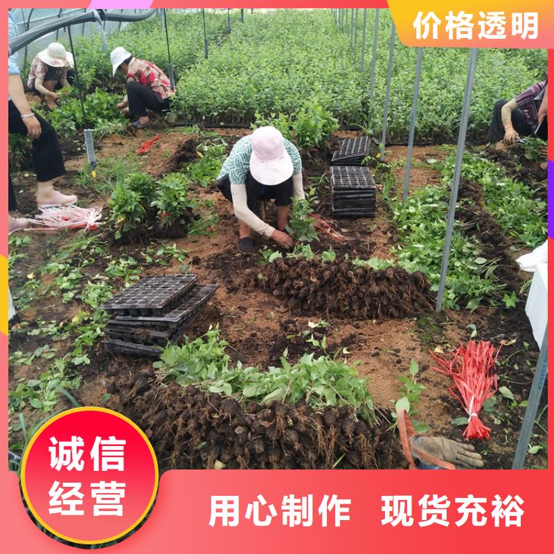 大樱桃树苗基地直销用心经营