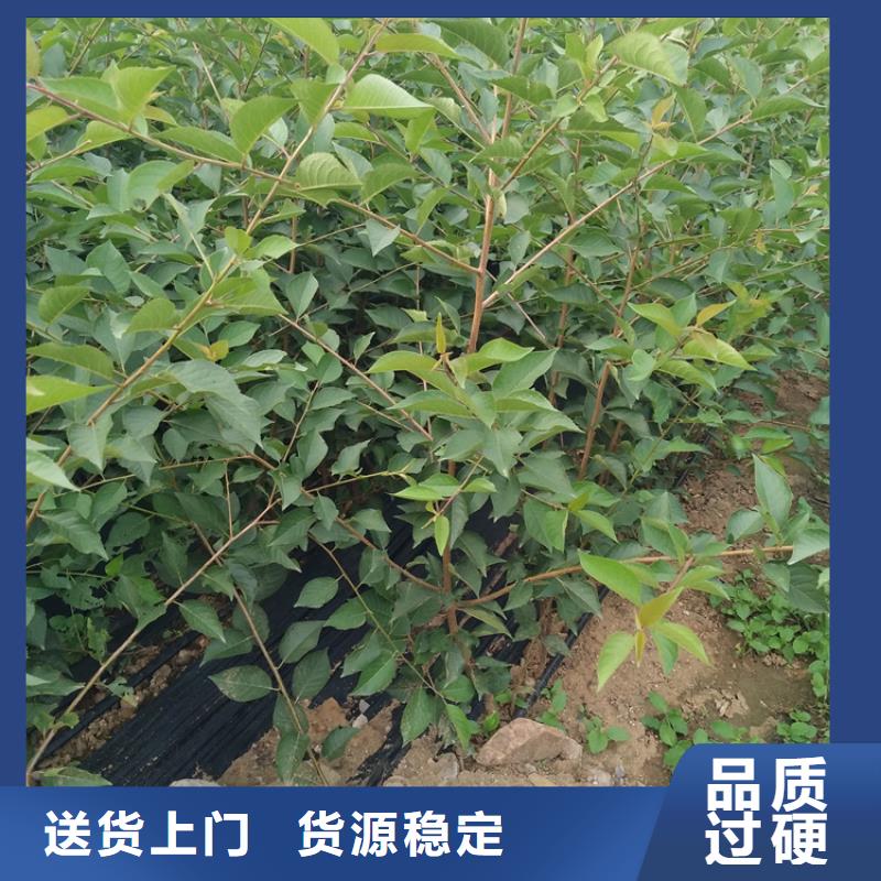 矮化车厘子树苗种植管理技术自主研发