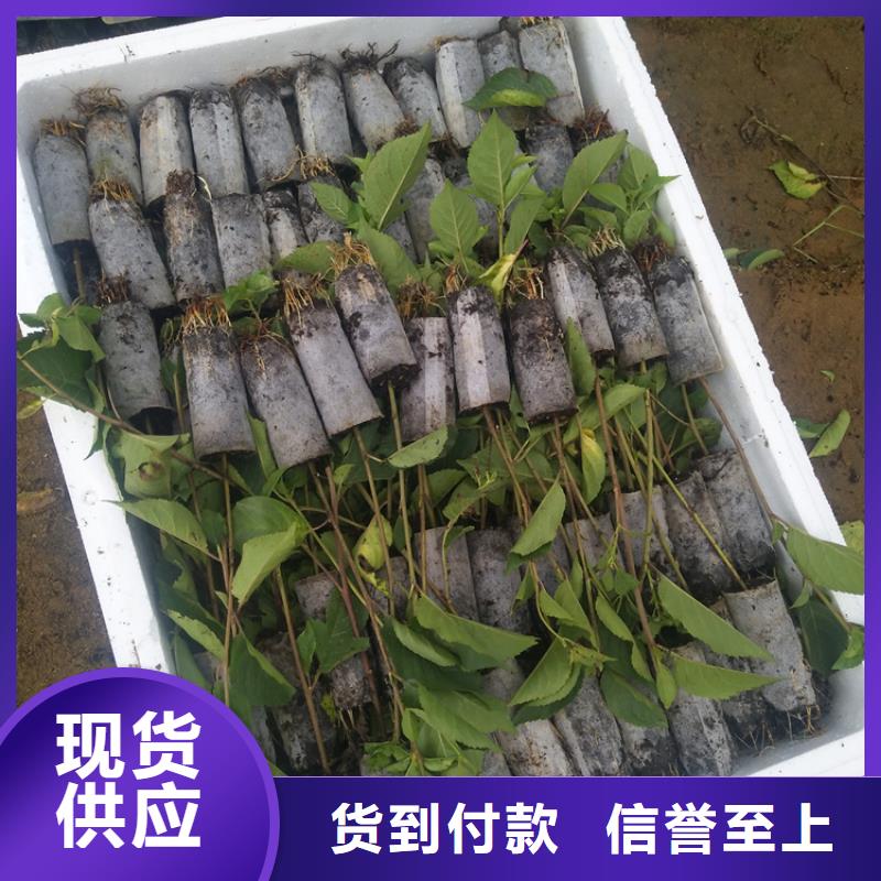 大樱桃树种植基地当地公司