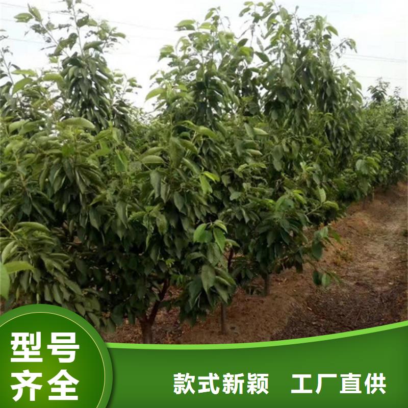 矮化车厘子树苗什么时间移栽最好使用方法