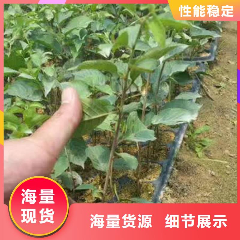 大樱桃树苗批发多种工艺